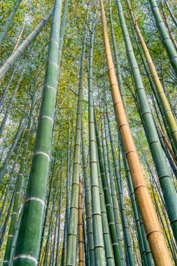 Kyoto 'daki Arashiyama Bambu Ormanı' nda bambu ağaçları var..