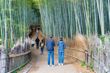 Arashiyama Bambu Ormanı yolunda yürüyen turistler, Kyoto 'nun en gözde manzaralarından biri.