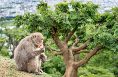 Arashiyama Park, Kyoto 'da bir elma yiyen Japon makağı veya kar maymunu portresi detayı.