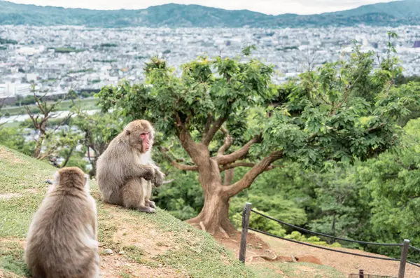 Kyoto 'daki Arashiyama Parkı' nda Japon makağı ya da kar maymunu portresi detayı.
