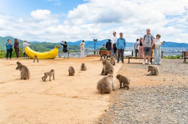 Kyoto, Japan - 05.08.2024: Tourists encountering a free roaming Japanese Macaque at Arashiyama Monkey Park Iwatayama. clipart