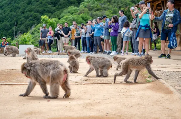 Kyoto, Japonya - 05.08.2024: Arashiyama Maymun Parkı Iwatayama 'da serbestçe dolaşan Japon Macagiyle karşılaşan turistler.