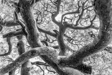 Eski bir Japon kırmızı çam ağacının dallarıyla soyut monokrom fotoğrafı (Pinus densiflora )
