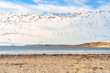Peru 'daki Paracas Ulusal Rezervi' nde uzak bir plajda uçan büyük bir kara kaypak sürüsü (Rynchop niger).
