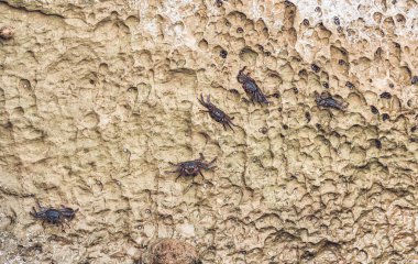 Paracas Ulusal Rezervi kıyısı boyunca uzanan kaya yüzeyinde Sally Lightfoot yengeçleri (Greysus grapsus) grubu, Peru