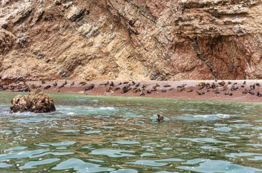Büyük bir deniz aslanı kolonisi Peru 'daki Ballestas Adaları' nda kayalık bir plaj.