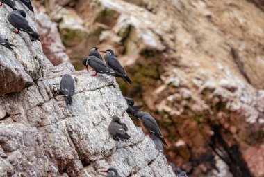 İnka kırlangıçları kolonisi (Larosterna inca), Peru 'daki Ballestas Adaları' nın dramatik kızıl kayalıkları üzerindeki çarpıcı beyaz bıyıkları ve kırmızı gagalarıyla kolayca tanınır..