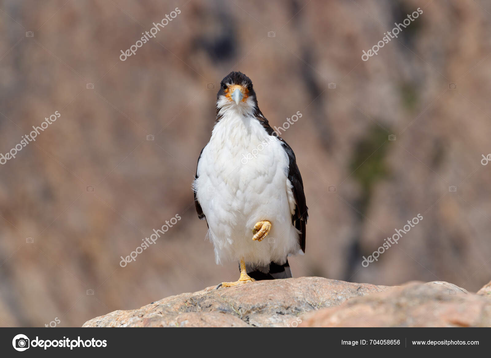 White Caracara Phalcoboenus Albogularis Family Falconidae Spotted