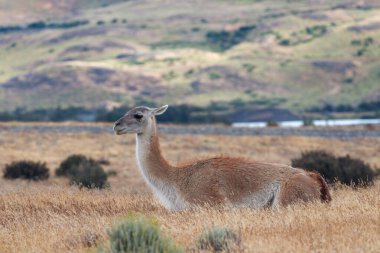 Guanaco tipik bir patagonya manzarasında oturuyor..