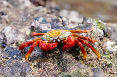 Frontal shot of Sally Lightfoot Crab on a lava rock, Galapagos clipart