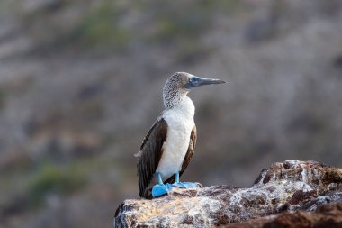Mavi ayaklı sümsük kuşu yandan görülen kayanın üzerinde duruyor. Galapagos, Ekvador.