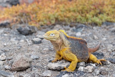 yellow Land iguana endemic to the Galapagos islands, Ecuador clipart