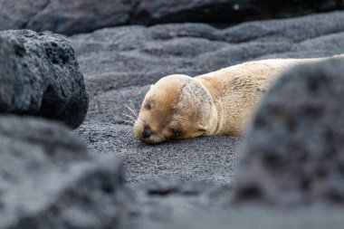 Galapagos Ekvator 'unda önden görünen lav kayaları üzerinde uyuyan deniz aslanı..