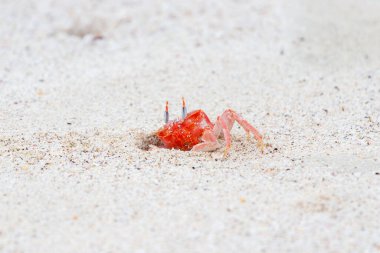 Ghost Crab Ocypode gaudichaudii coming out of hole in sand Galapagos Islands, Ecuador. clipart