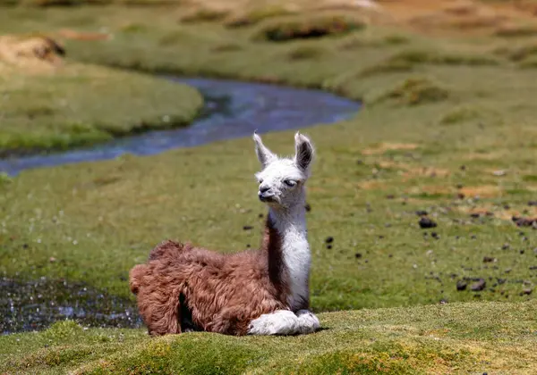 Lama ya da lama bebeği. Kahverengi beyaz kürklü çimenlerde dinleniyor. Tipik Andean manzarası.