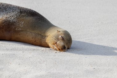 Deniz aslanı beyaz kumsalda uyuyor, Galapagos Adaları, Ekvador