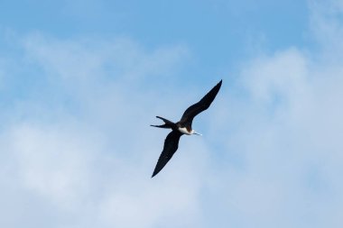 Fregat kuşu Galapagos adasında mavi gökyüzüyle uçuyor..