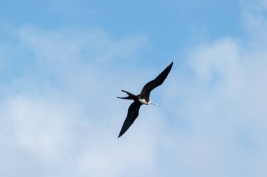 Fregat bird flying around with blue sky in galapagos island ecuador. clipart