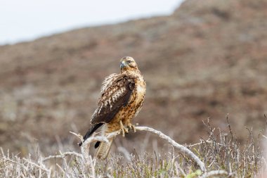 Galapagos Şahini Santa Fe Adası, Galapagos.