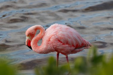 Flamingo, Galapagos Ekvator 'daki çalıların arasından görülebilen suyun içinde duruyor..