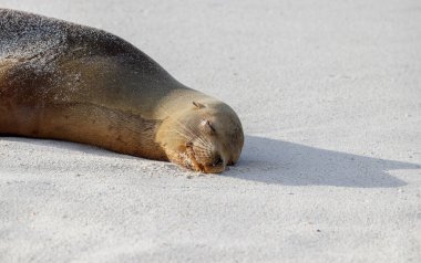 Galapagos Ekvator 'unda, beyaz kumsalda uyuyan deniz aslanı..