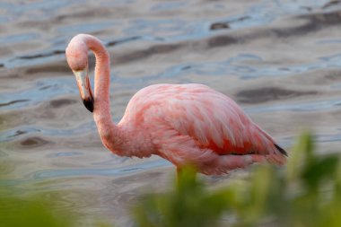 Flamingo, Galapagos Ekvator 'daki çalıların arasından görülebilen suyun içinde duruyor..