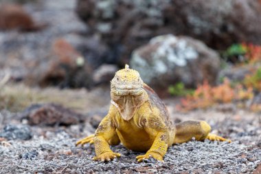 yellow Land iguana endemic to the Galapagos islands, Ecuador clipart