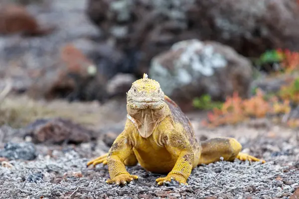 Sarı kara iguanası Galapagos adalarına özgü, Ekvador