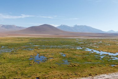 San Pedro de Atacama ile Güney Amerika 'daki Atacama Çölü' ndeki El Tatio 'nun gayzerleri arasındaki manzaralı sulak arazileri keşfediyor..