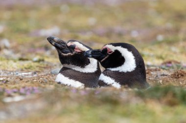 Magallanic Penguin Spheniscus Magallanicus Atlantic Coast, Patagonia clipart