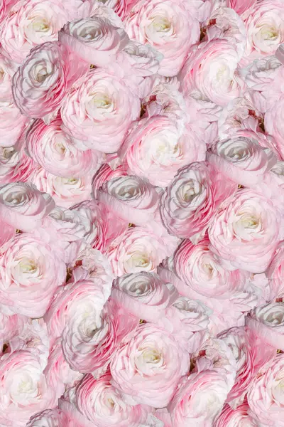 Summer Blossoming Delicate Roses Blooming Flowers Festive Background Pastel Soft — Stock Photo, Image