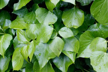 Yeşil taze yaprak dokusu arka planı.
