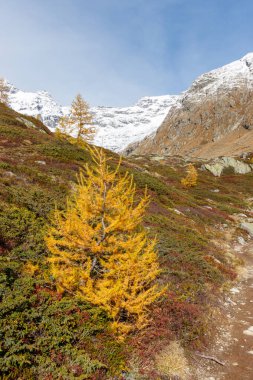 Karlı Alp manzaralı Orange Autumn Larch ağacı. Sonbahar ya da Sonbahar Ormanı.