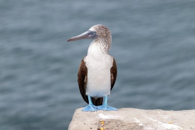 Limanda beton kenarda duran mavi ayaklı sümsük kuşu. Galapagos, Ekvador.
