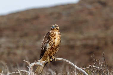 Hawk Galapagos Ekvator dalında