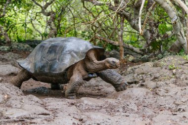 Güney Amerika 'daki Santa Cruz, Ekvador' daki Galapagos adasında çimenli bir arazide yaşayan dev endemik Galapagos kaplumbağası..