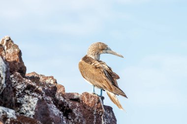 Gün batımında mavi ayaklı sümsük kuşu kaya tüylerinin üzerinde duruyor. Galapagos, Ekvador.