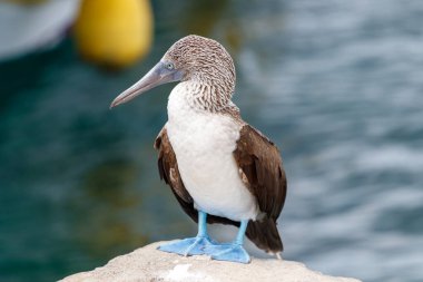 Limanda beton kenarda duran mavi ayaklı sümsük kuşu. Galapagos, Ekvador.