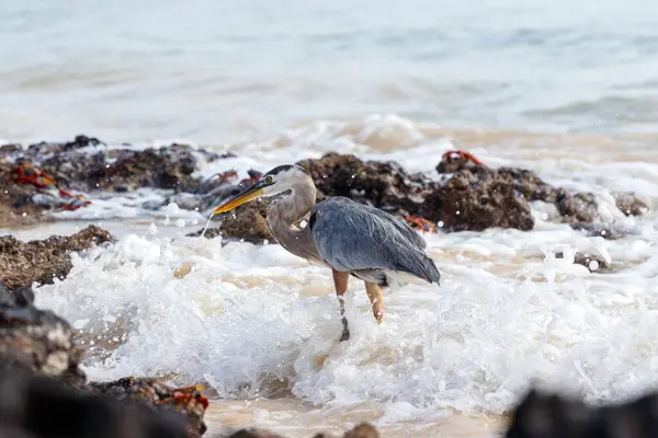 Gri balıkçıl plajda duruyor Galapagos ekvatorunda balık ağzında.