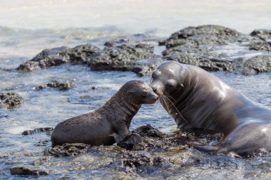 Deniz aslanı yavrusu anne ile Galapagos 'ta, Ekvador' da etkileşimde..