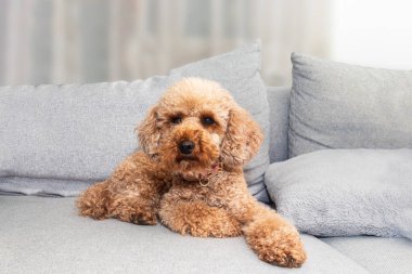 Şirin kahverengi kaniş köpeği rahat koltukta dinleniyor..