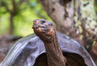 Dev kaplumbağa ya da kaplumbağa Galapagos 'taki Santa Cruz adasında baş aşağı yürüyor..