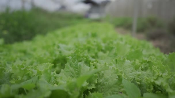 Klidný Pohled Obrovské Pole Organického Salátu Zářící Slunci Ideální Pro — Stock video