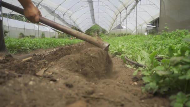 耕作するために土地を準備する男 農業における勤勉さと献身を表すイメージ — ストック動画
