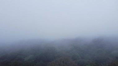 Ormandaki sisli büyüleyici atmosfer orman ağaçlarının arasından süzülerek gizemli ve büyüleyici bir atmosfer yaratıyor..