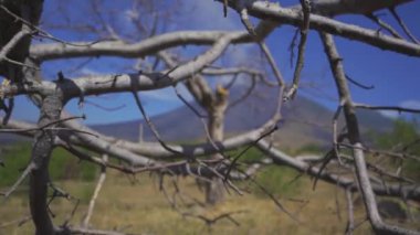Kuru dalların arasından bakıldığında, arka planda bir yanardağın heybetli silueti ortaya çıkar, doğal güzellik ve sükunetin anımsatıcı bir görüntüsünü yaratır..