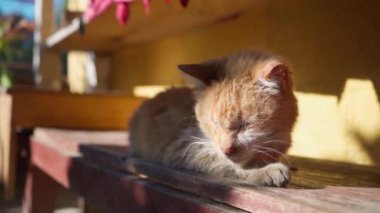 Rahat kedi güneşin sıcak ışınları altında huzur içinde uyur. Vücudu kıvrılır, sükunetin ve doğal sıcaklığın tadını çıkarır.