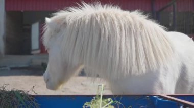 Rahat At Yeme Çiftliği 'nin sakin ve rahat duruşu kırsal çevrenin huzurunu, kırsal yaşamın özünü ve hayvanla yaşam alanı arasındaki bağlantıyı ön plana çıkarıyor..