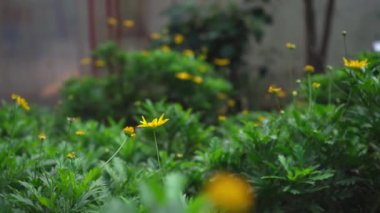 Arnica çiçeği tamamen çiçek açmış, parlak sarı yapraklarını ve karakteristik karanlık merkezini vurguluyor. Doğal ortamında, vahşi, yeşil bir arka planla çevrili.