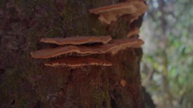 Ağaçta yetişen Ganoderma Mantarları